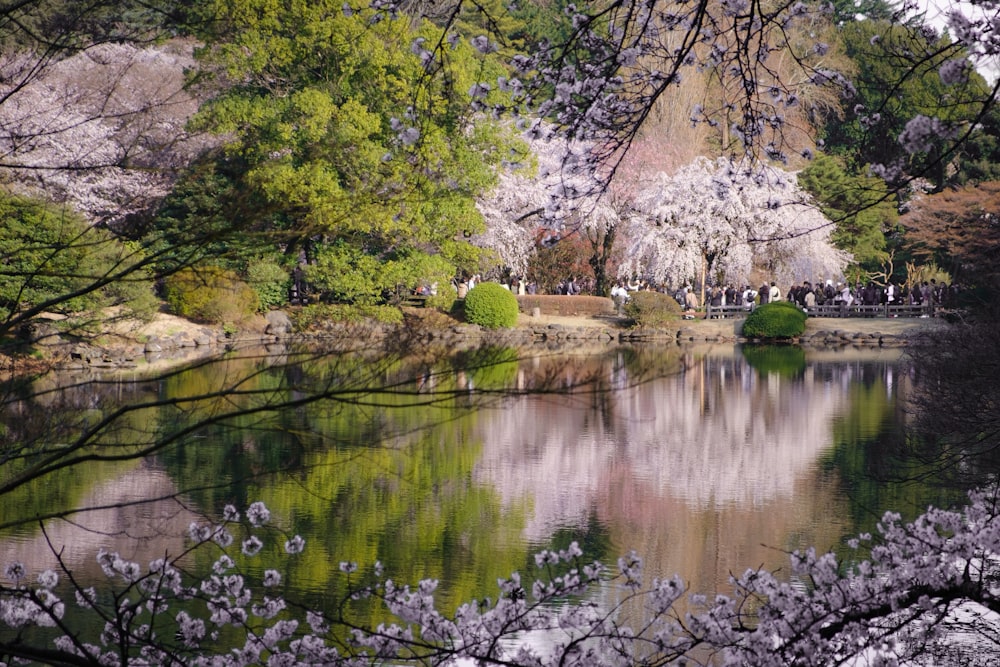 body of water surrounded by trees