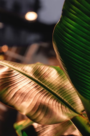 Large banana leaves with prominent ribbing and vibrant green color are illuminated by warm, soft lighting. The rich texture and natural patterns of the leaves are emphasized, creating a tranquil and inviting atmosphere.