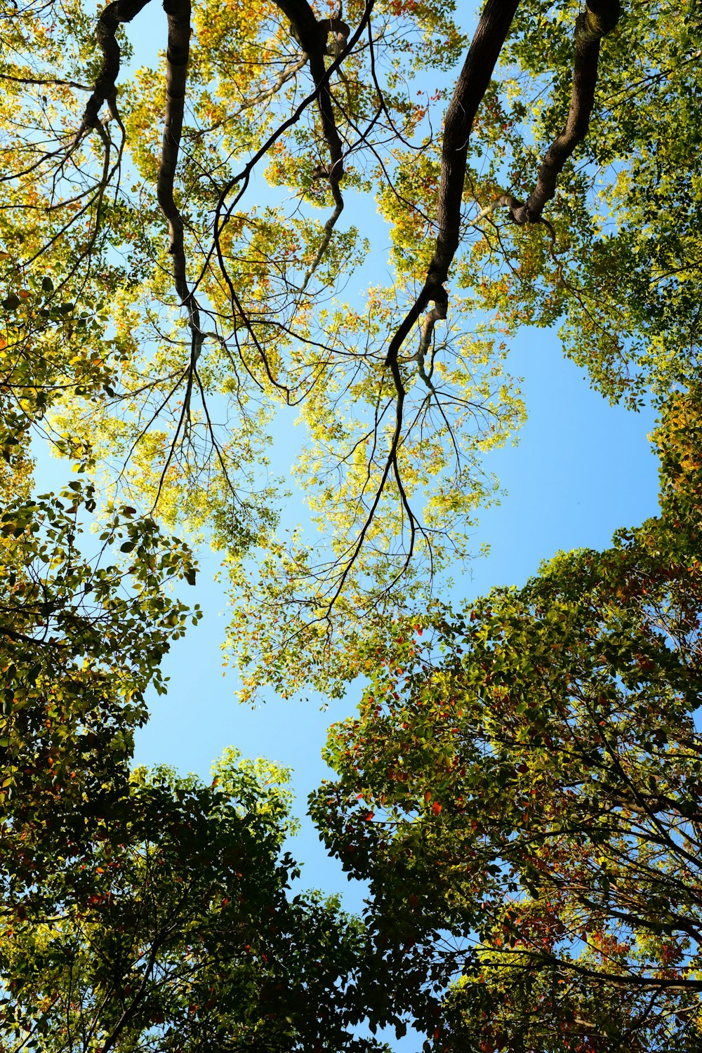 worm view photo of green trees