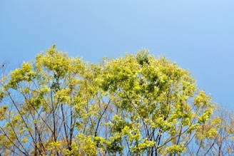 An inspiring nature landscape showcasing a clear sky and vibrant greenery symbolizing sustainability.