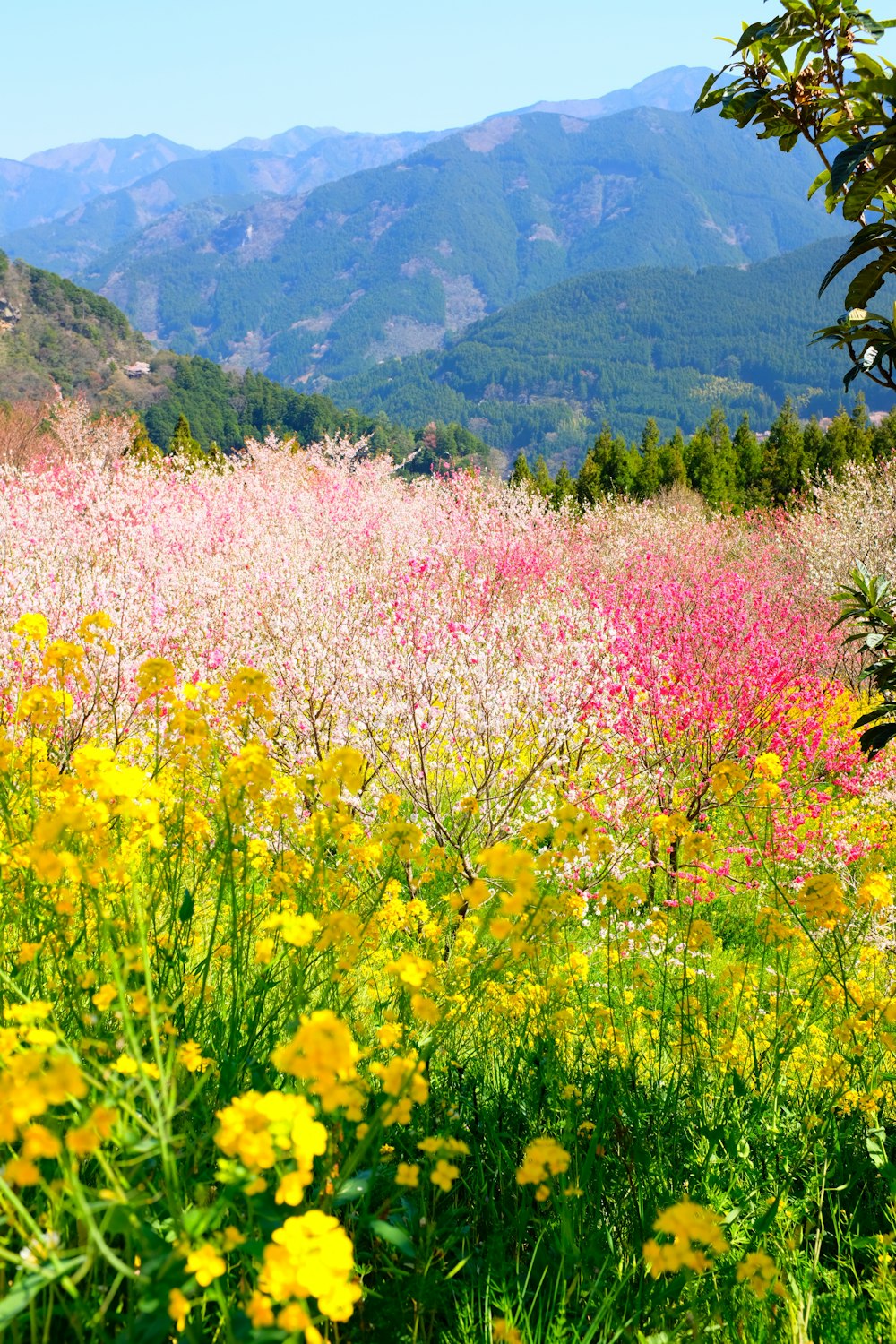 campo di fiori multicolori durante il giorno