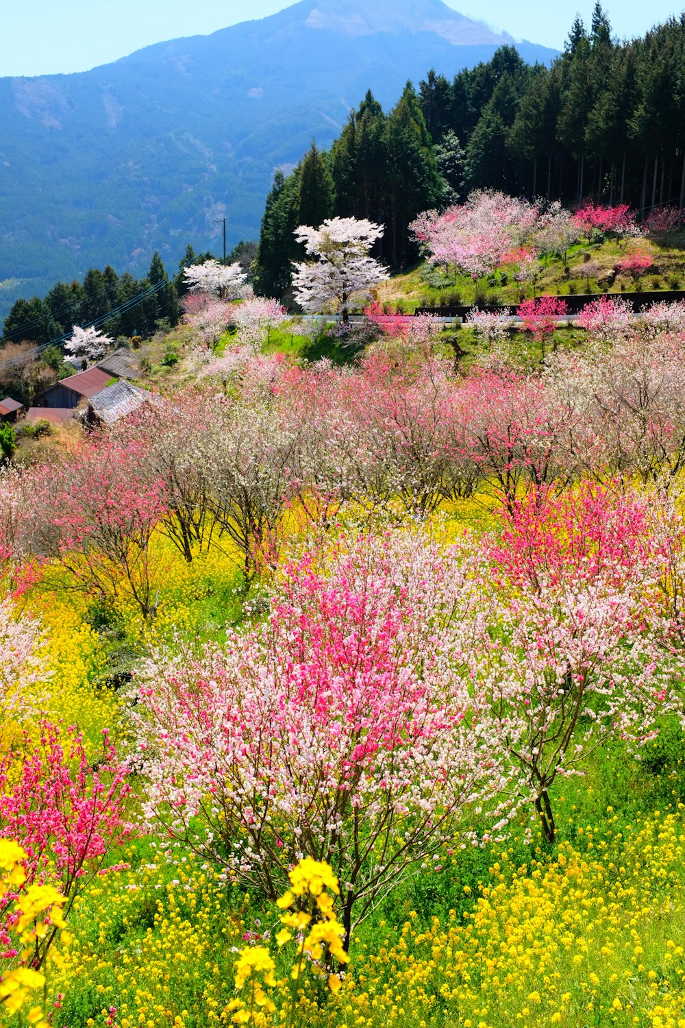 昼間の色とりどりの花畑の盛り合わせ