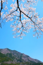 white cherry blossom