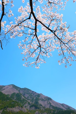 white cherry blossom