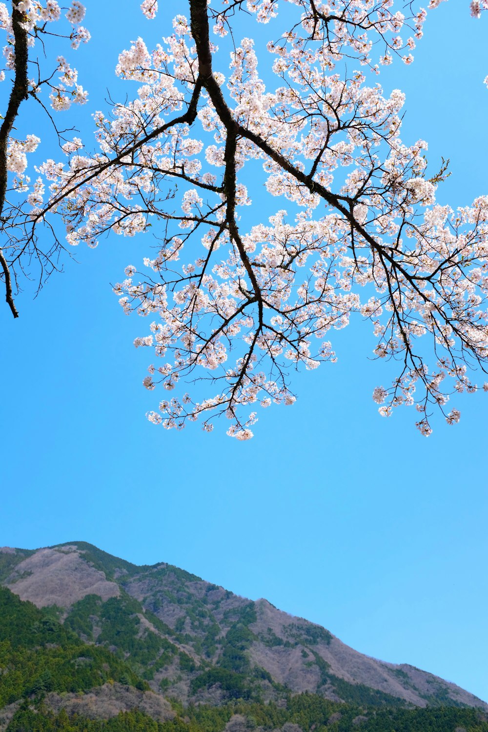 white cherry blossom