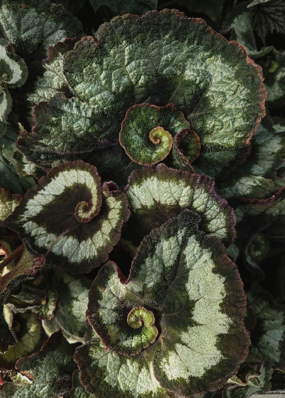 shallow focus photo of green plants