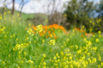 A lush green field filled with vibrant yellow and orange wildflowers, set against a blurred background of trees and a blue sky with clouds. The image captures the essence of a sunny, natural landscape.