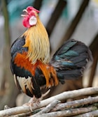 black and yellow rooster on brown slab