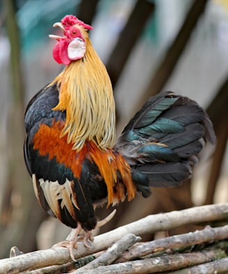 Golden Laced Wyandotte rooster crowing to the left, perched on wood sticks 