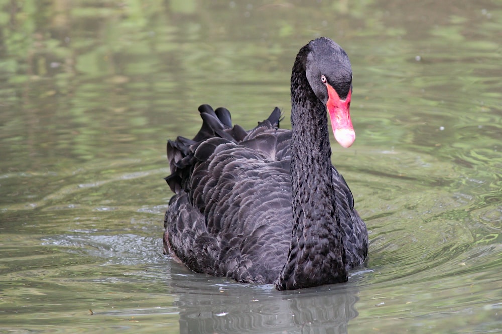 black duck on body of water