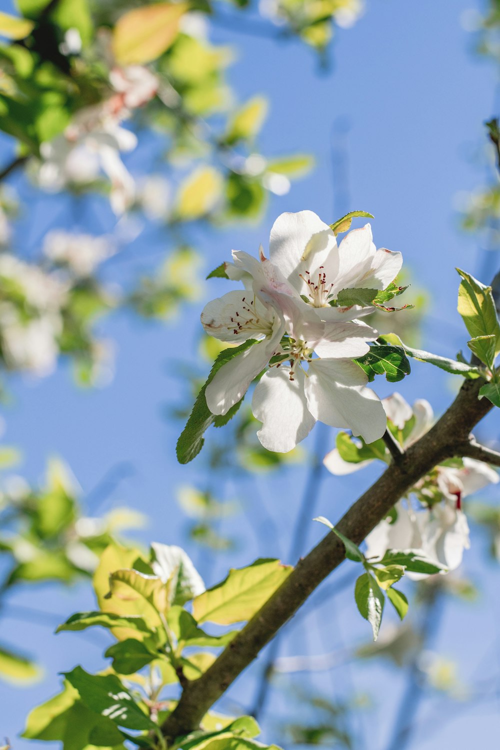 selective focus photography of white flower