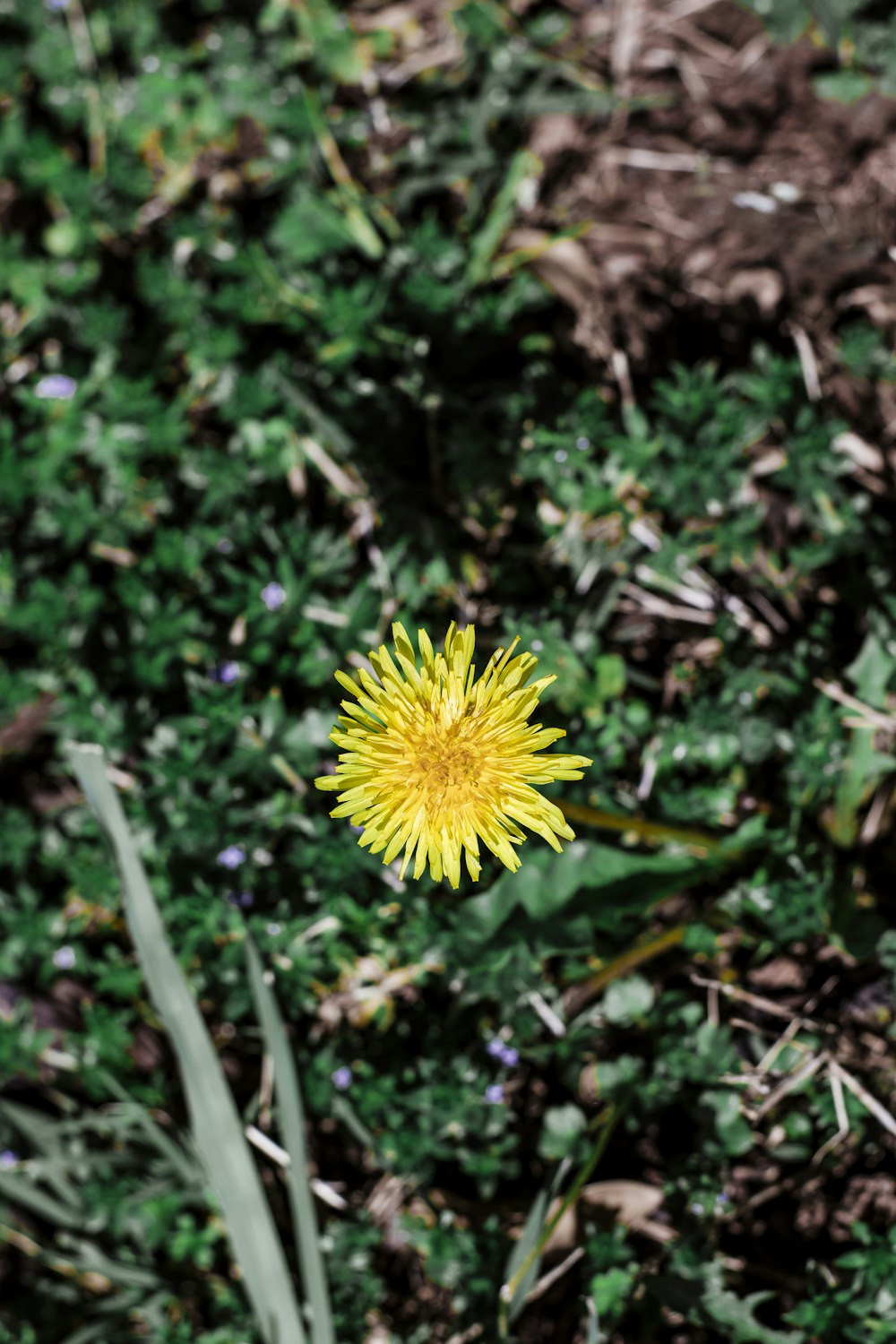 yellow flower at bloom