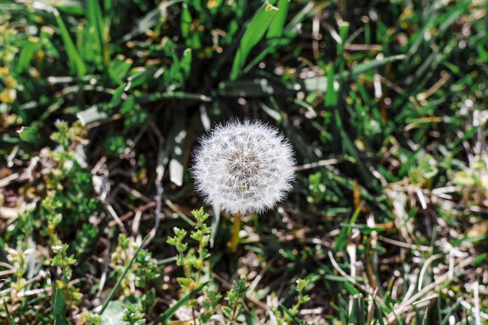 white dandelion