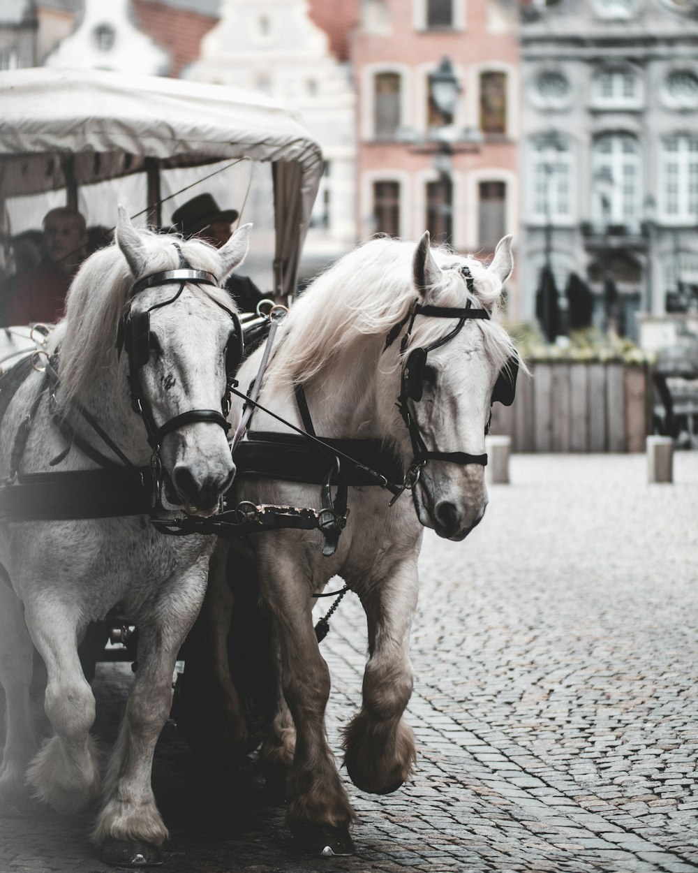 two white horses