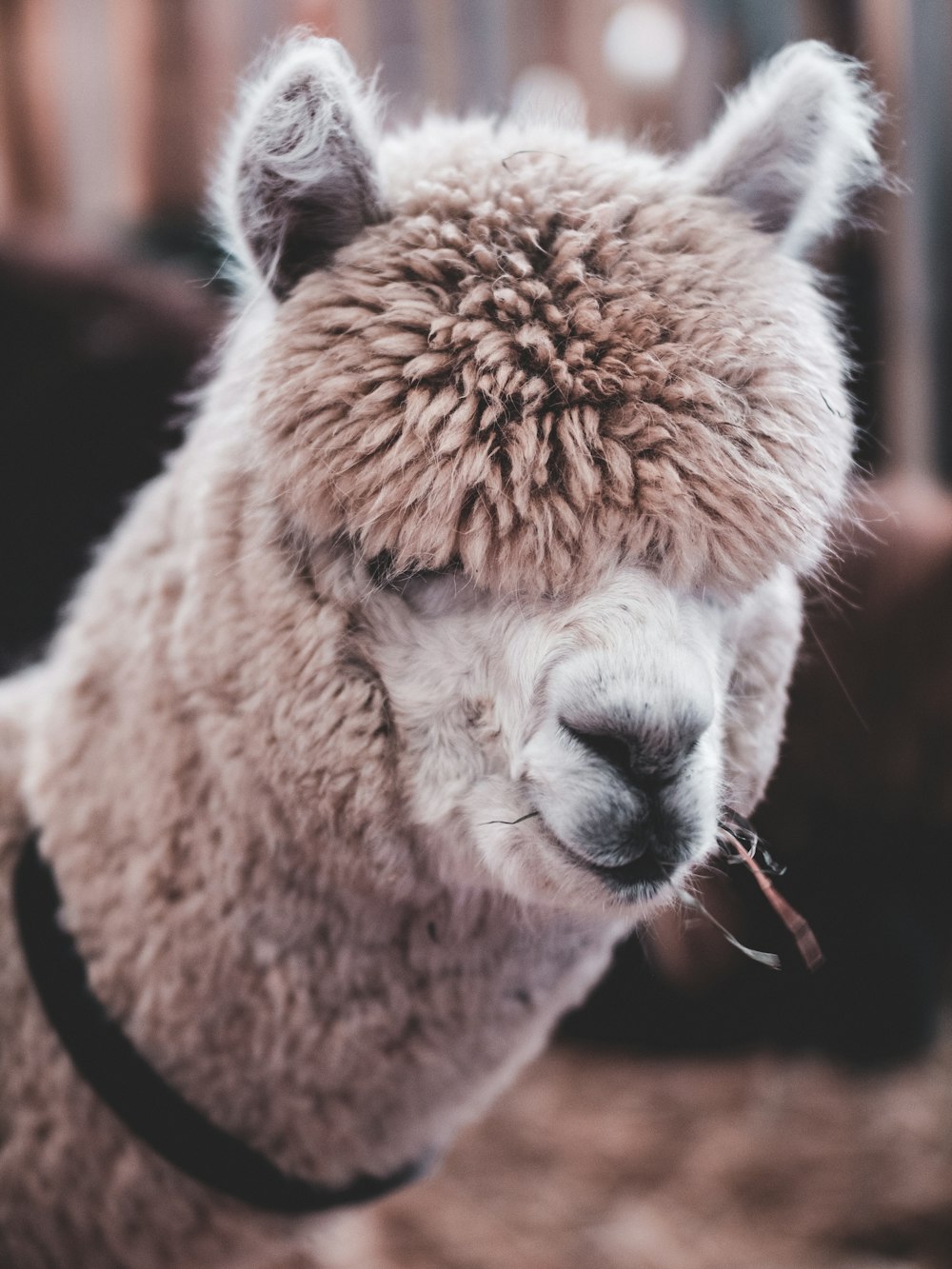 selective focus photography of brown lama