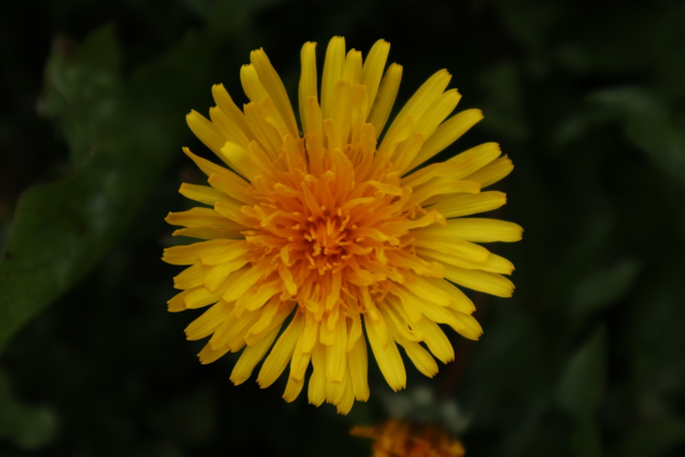 shallow focus photo of yellow dandelion