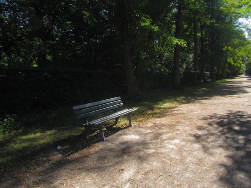 A quiet bench under a sprawling tree inviting pause and deep breath during a walk.