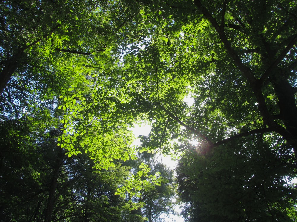 green trees