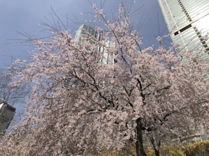A serene cherry blossom tree framing a modern cityscape blending Japanese and Western elements.