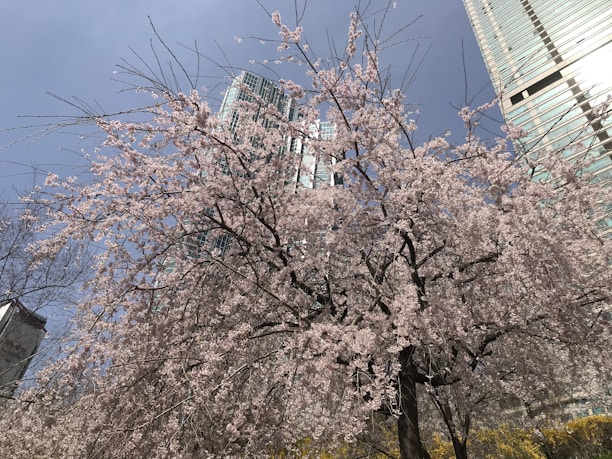 A serene cherry blossom tree framing a modern cityscape blending Japanese and Western elements.