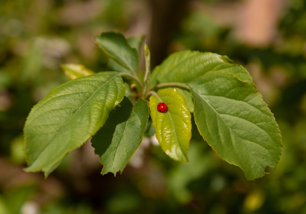 coccinella su foglia