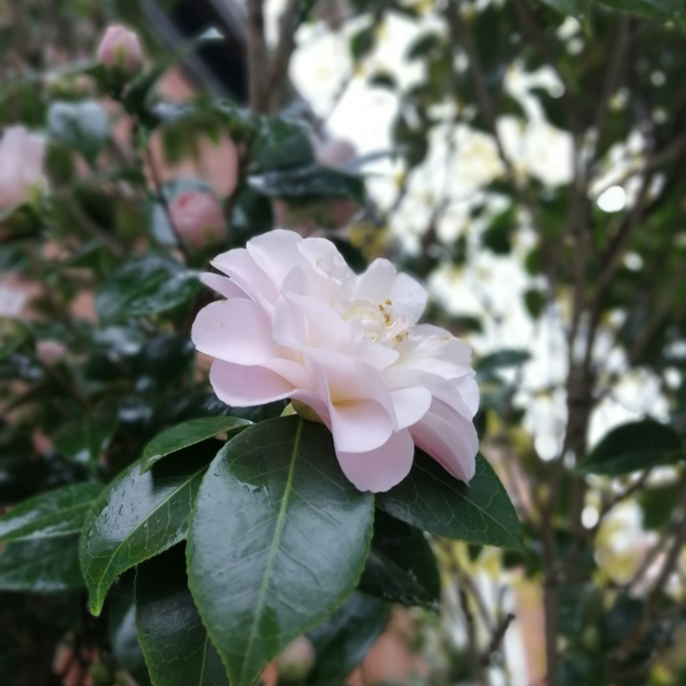 pink multi-petaled flower in closeup photography