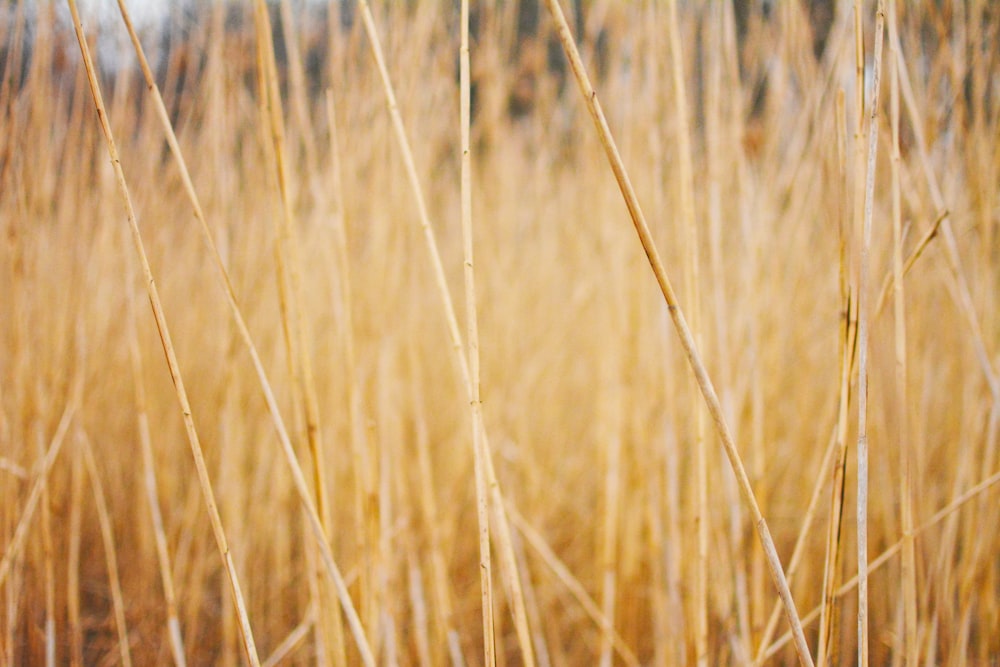 brown grass