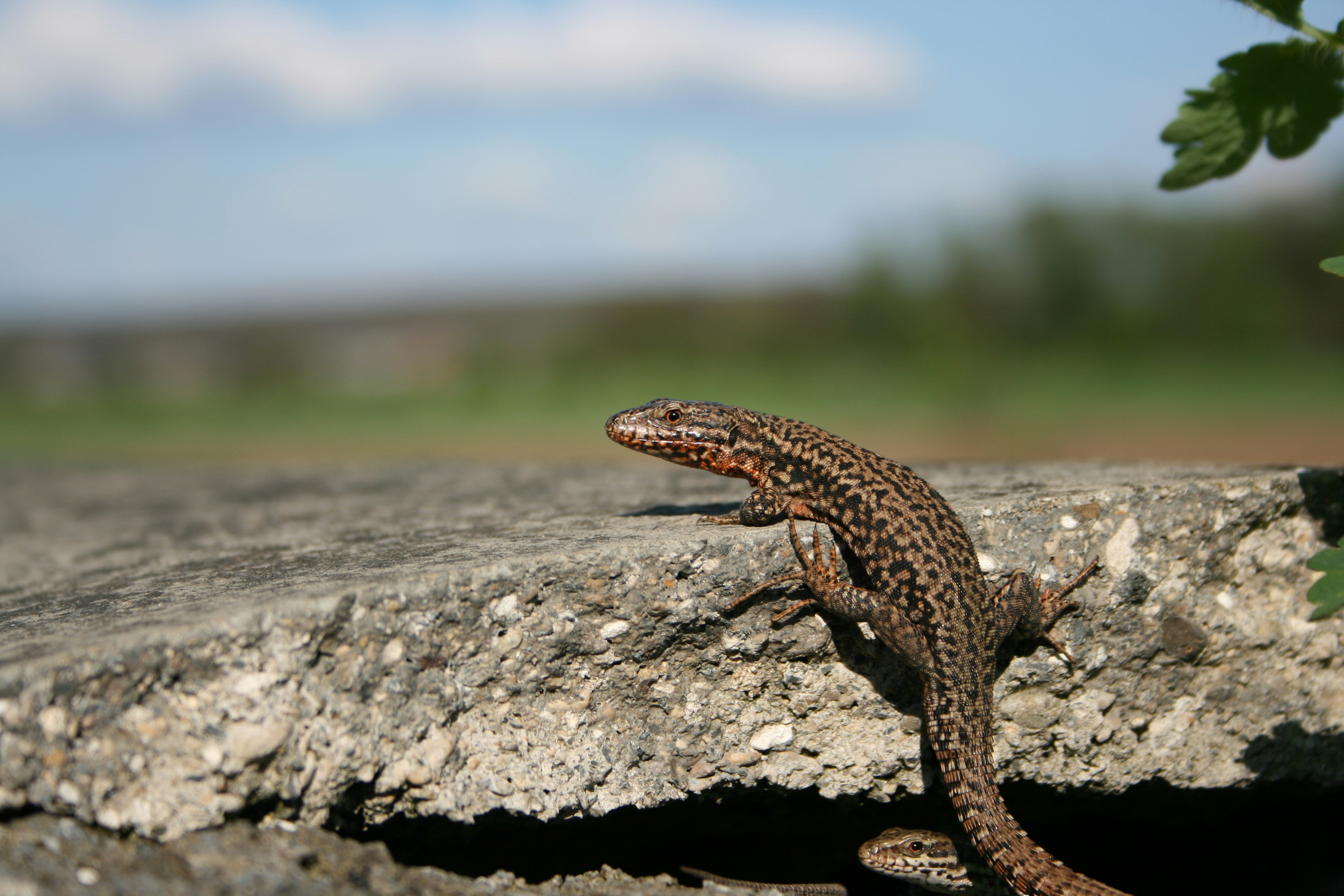 Grauer Gekko