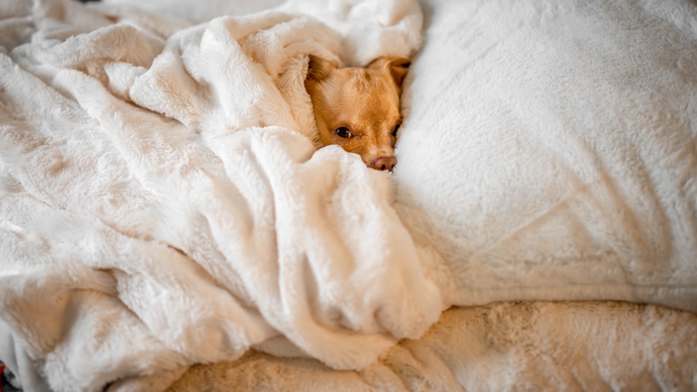 short-coated brown dog lying on bed