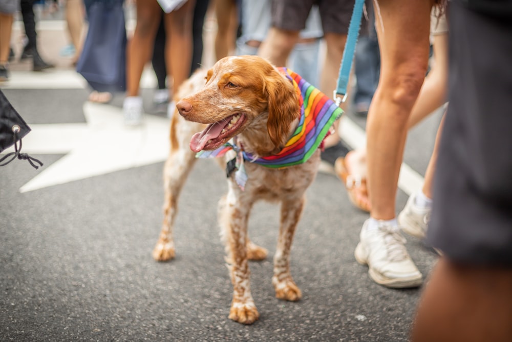 short-coated white and brown dog near people standing on road