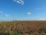 Aerial view of a vast cornfield under a clear sky.