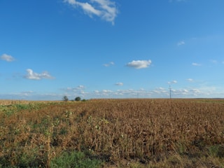 Aerial view of a vast cornfield under a clear blue sky.