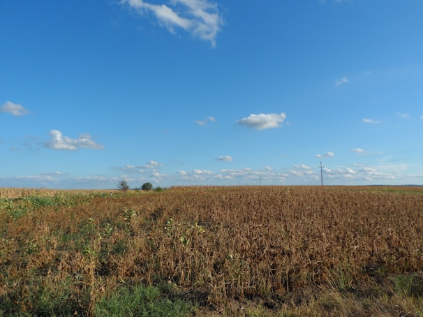A vast cornfield stretches across the landscape under a clear blue sky with scattered clouds. Tall crops dominate the foreground, while a few solitary trees and electrical poles are visible in the distance.