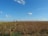 Aerial view of a vast cornfield under a clear blue sky.