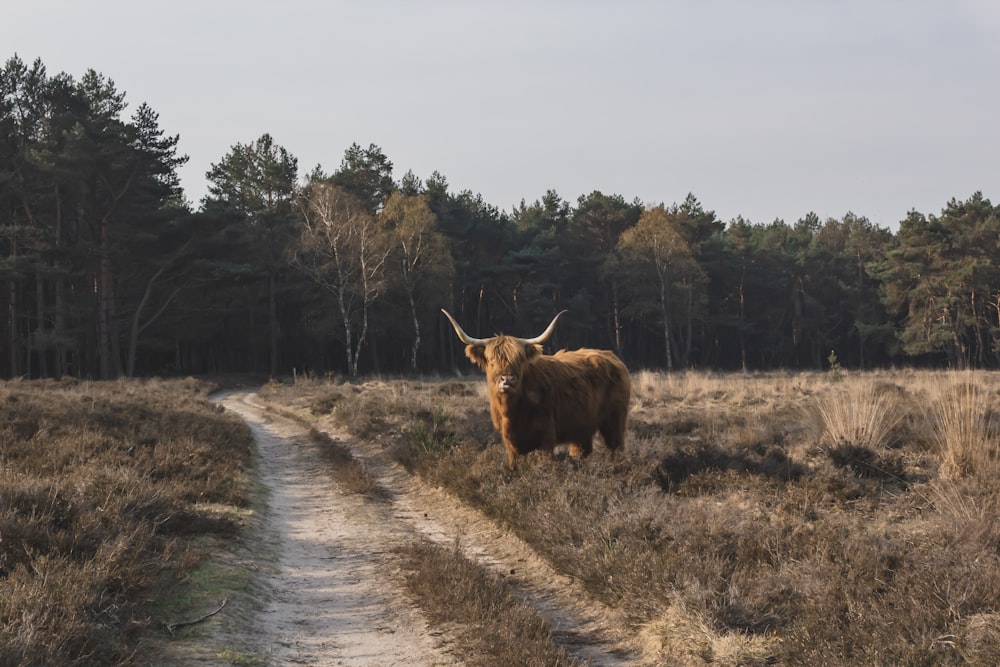 brown bull