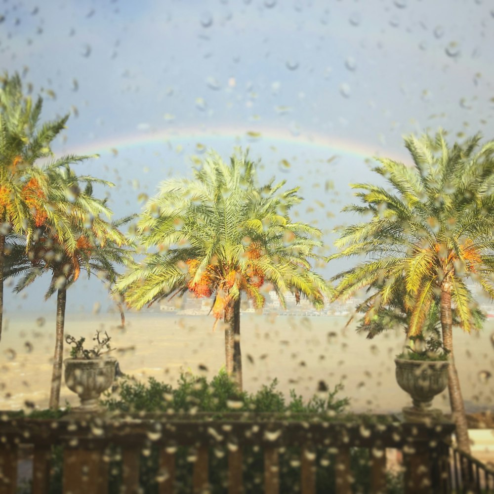 green palm trees during daytime