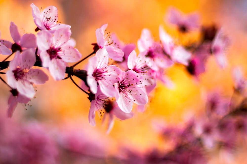 Cherry Blossom flowers