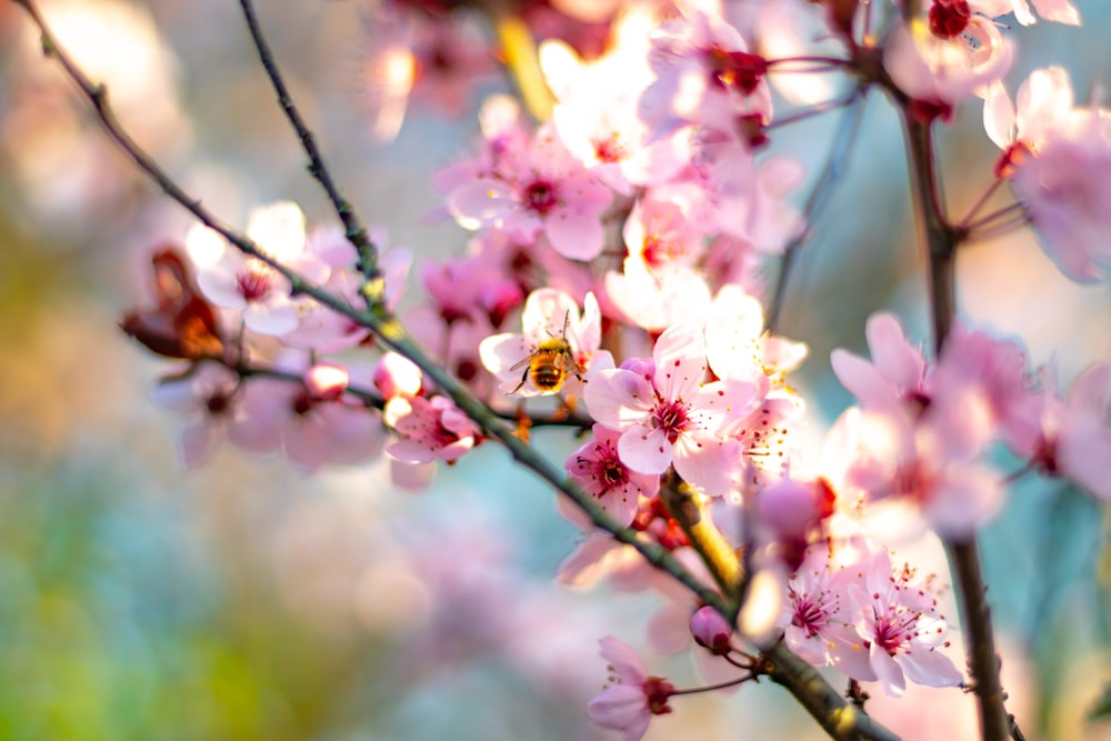 blooming pink cherry blossoms