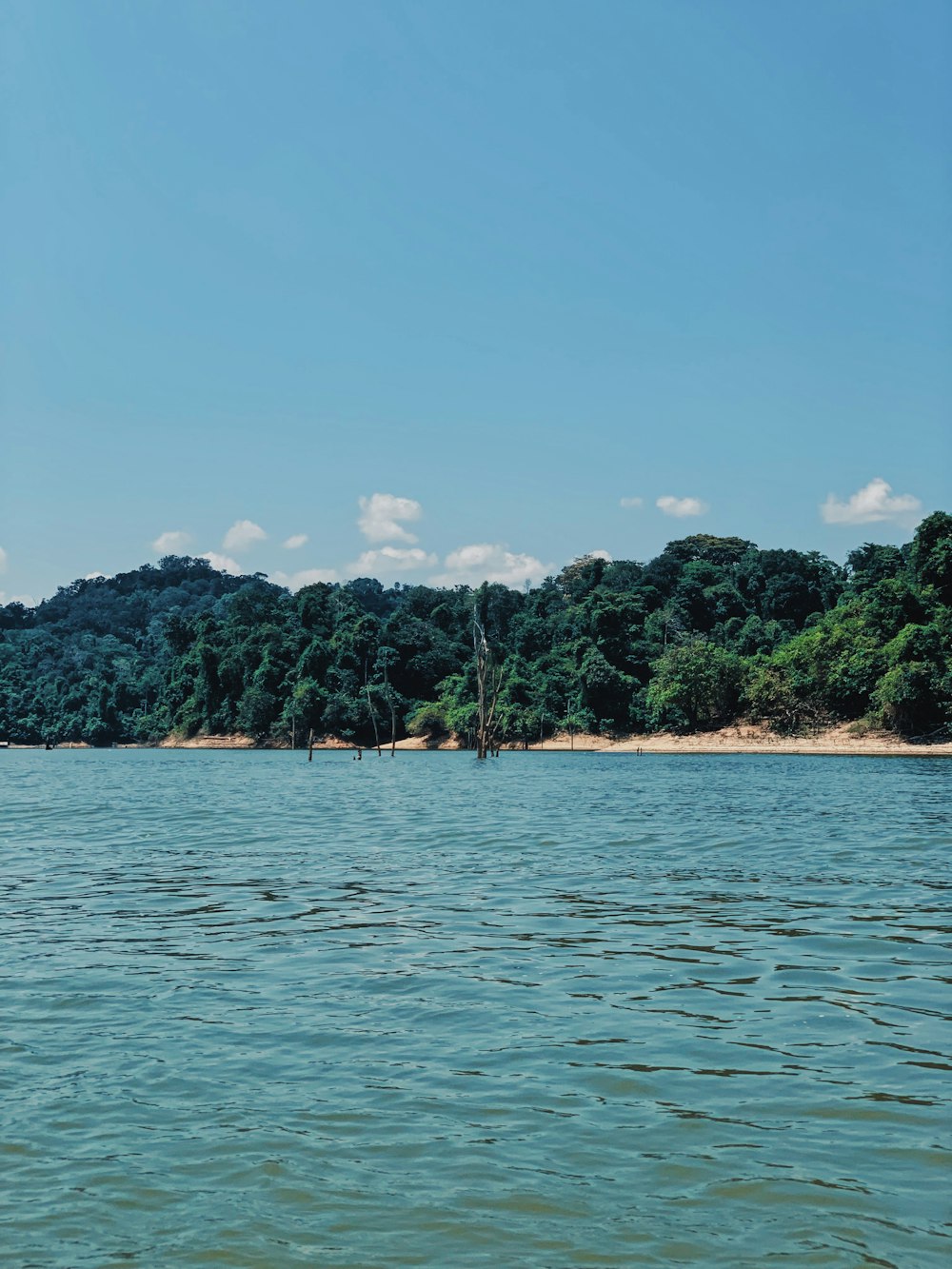 trees on shore during daytime