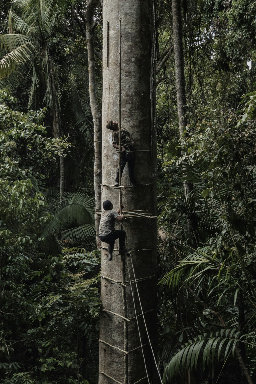 two men climbing on tall tree