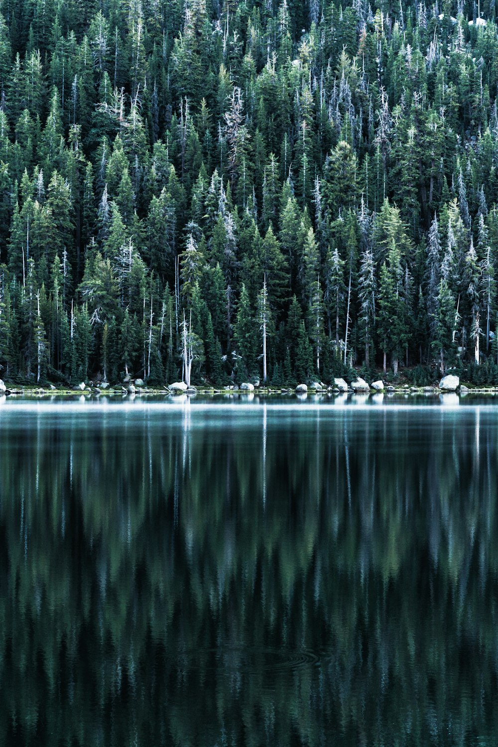 reflection of trees on water