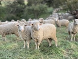 a herd of sheep standing on top of a lush green field