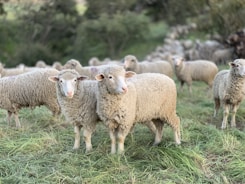 a herd of sheep standing on top of a lush green field