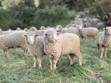 a herd of sheep standing on top of a lush green field