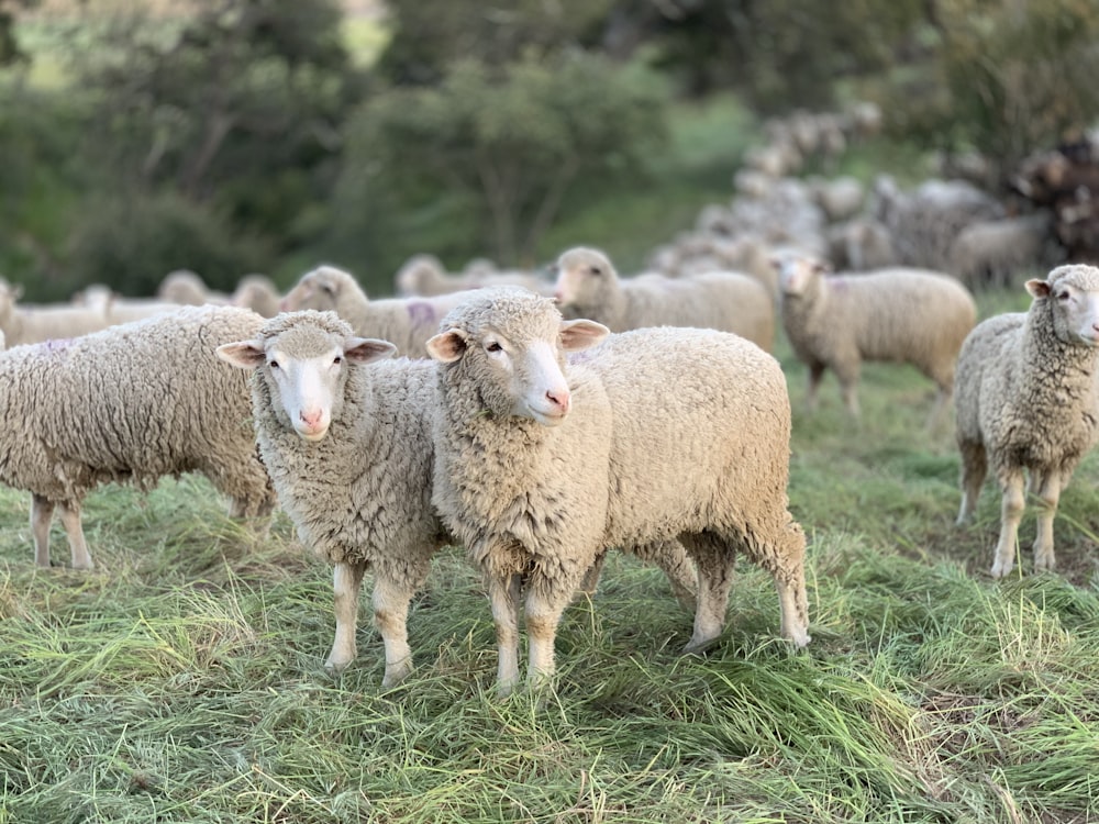 Un rebaño de ovejas de pie en la cima de un exuberante campo verde