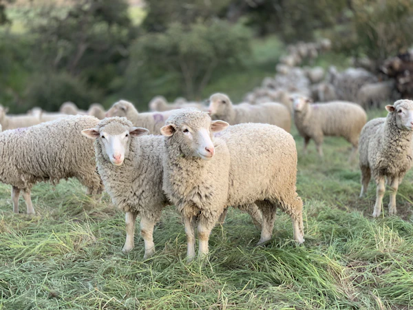 Sheep in a green field