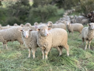 Sheep grazing at the San Marcos Foothills Preserve in Santa Barbara California as part of a habitat restoration strategy to reduce non-native annual grasses and promote the restoration of healthy grasslands.