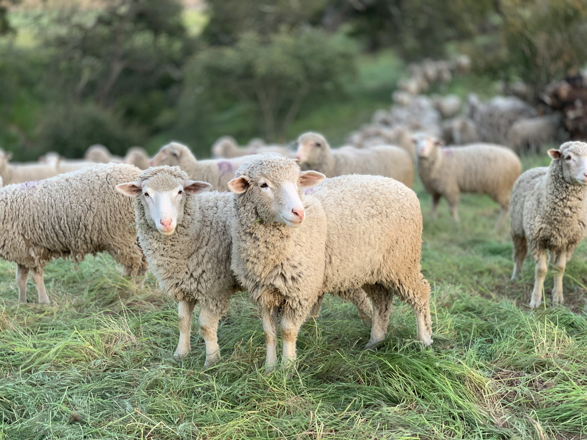 Sheep grazing at the San Marcos Foothills Preserve in Santa Barbara California as part of a habitat restoration strategy to reduce non-native annual grasses and promote the restoration of healthy grasslands.