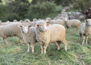 Sheep grazing at the San Marcos Foothills Preserve in Santa Barbara California as part of a habitat restoration strategy to reduce non-native annual grasses and promote the restoration of healthy grasslands.