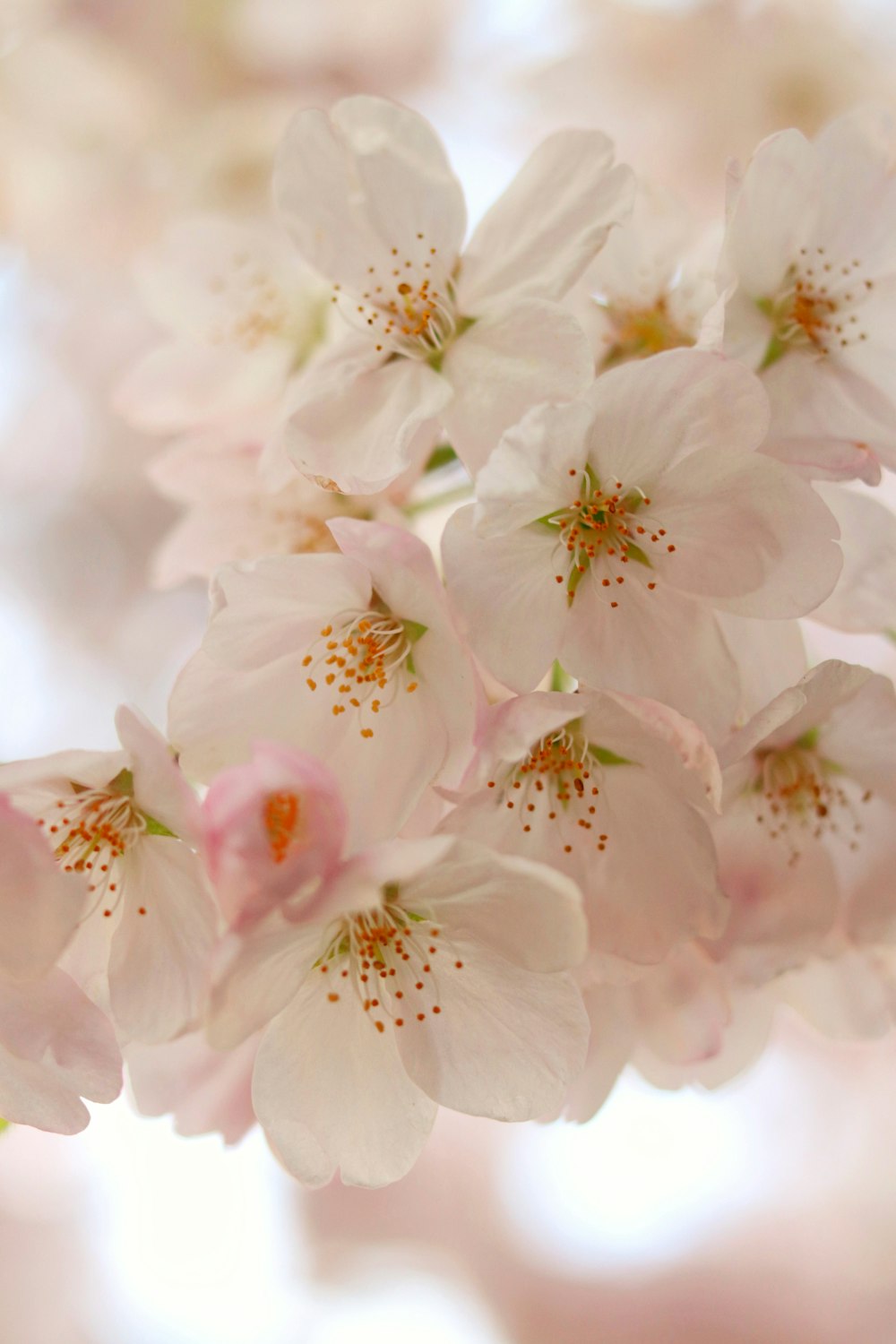 white petaled flowers